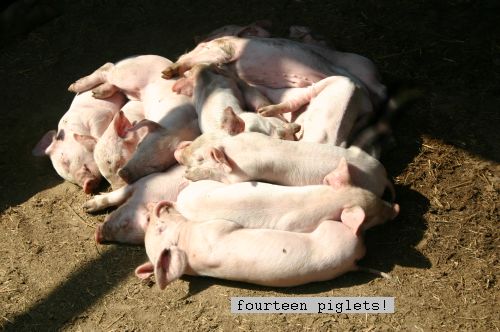 photo - pig with piglets