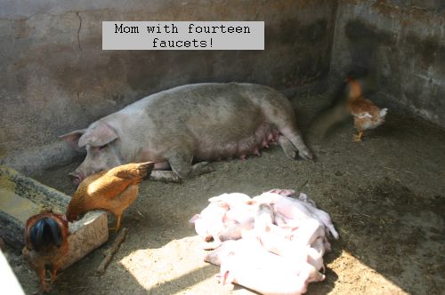 photo - pig with piglets