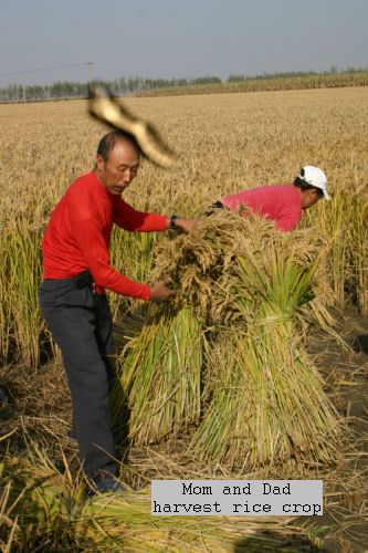 photo-mom and dad harvest rice crop